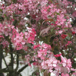 Macieira Coccinella 'Courtarou'